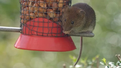 Bank vole Myodes glareolus using front feet to hold peanut Stock Footage 87051243