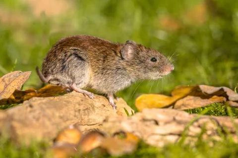 Bank vole posing on log Stock Photos