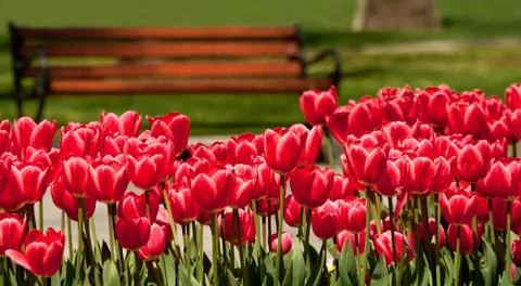 A bank in a yard setting with flowers 스톡 사진