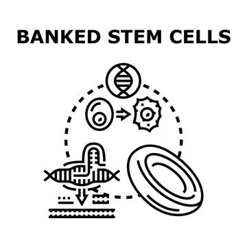 Banked stem cells future medicine concept vector Stock Illustration