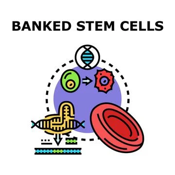 Banked stem cells future medicine concept vector 库存插图