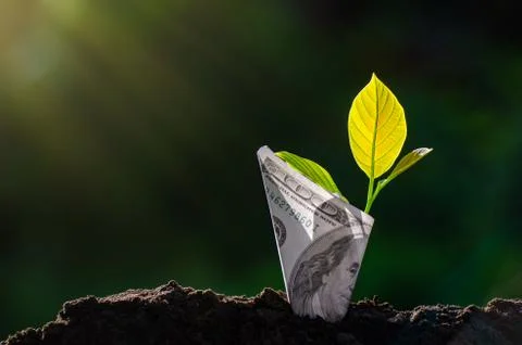 Banknotes tree Image of bank note with plant growing on top for business gree Stock Photos