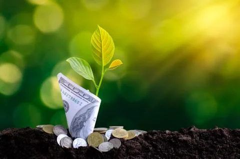 Banknotes tree Image of bank note with plant growing on top for business gree Stock Photos