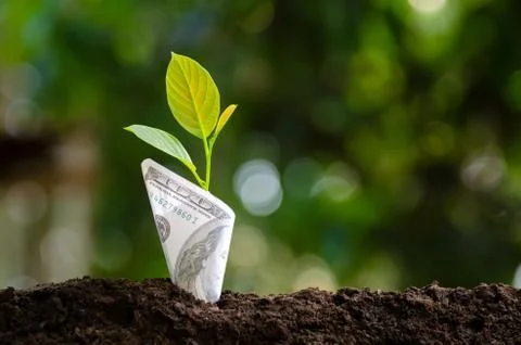 Banknotes tree Image of bank note with plant growing on top for business gree Stock Photos