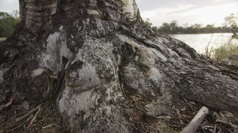 Banks of the Murray River Stock Footage 292037536