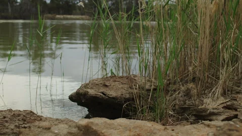 Banks of the Murray River Stock Footage 292040645