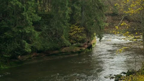 The Banks of a Small Forest River are Overgrown with Large Spruces Video stock 291323950