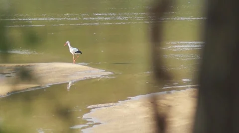 On the banks of the stork Stock-Footage 52981739