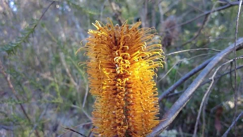 Banksia FLower Stock Footage 298181773