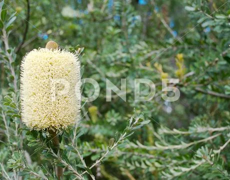 Banksia praemorsa flower Stock Photos