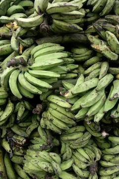 Bannanas Stock Photos