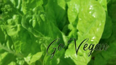 Banner, background or design with the text Go Vegan Concept of vegan and vege Stock Photos