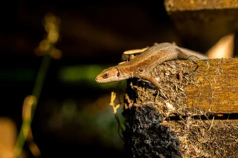 Banner with brown lizard on the bark of a tree. Stock Photos