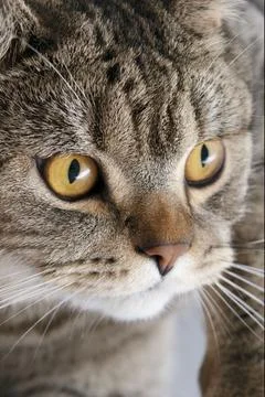 Banner of a close up of a tabby cat face with brown eyes and nose Stock Photos