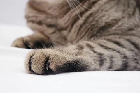 Banner of a close up of a tabby cat paws on white background Foto stock
