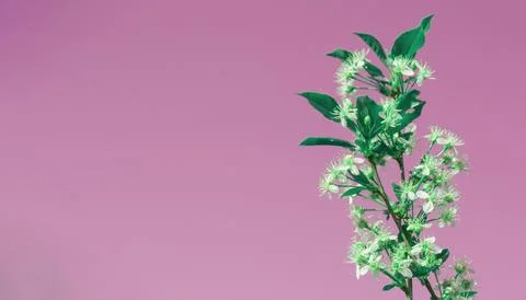 Banner with copy space on the left, one cherry blossom branch on a pink backg Stock-Fotos