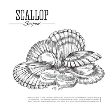 Banner design with scallops mollusks in shells, engraving vector illustration. Illustrazione stock