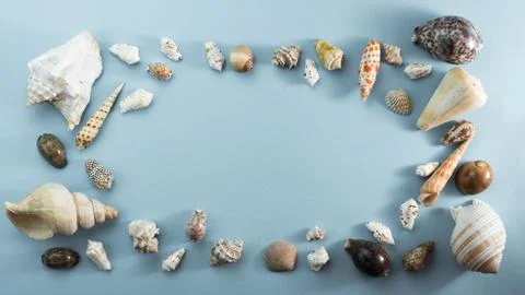 Banner Different sea shells on gray background Top view flat lay Stock Photos