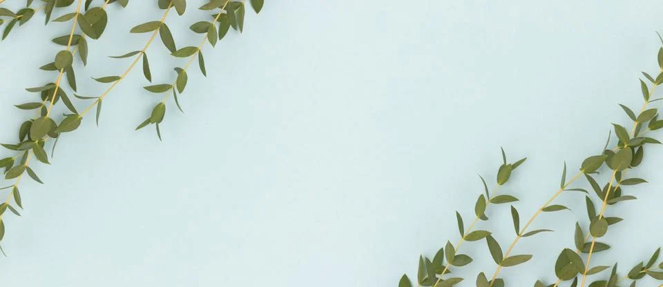 Banner with eucalyptus branches on a blue background. Stock Photos