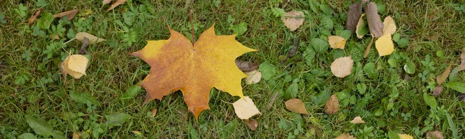 Banner of fallen maple tree leaf on green lawn close-up. Autumn background. Stock Photos