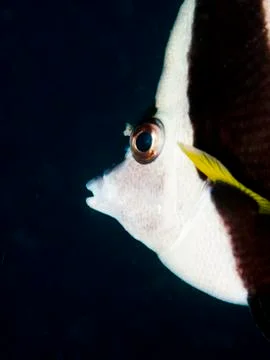 Banner fish face close up Foto stock