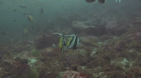 Banner Fish Stock Footage 278103
