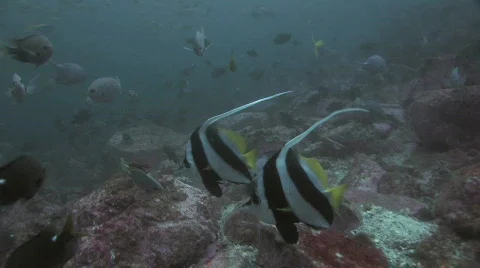 Banner Fish Stock Footage 278124