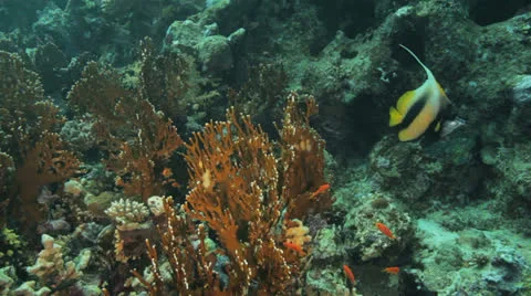 Banner fish at the reef Stockbeeldmateriaal 22725864