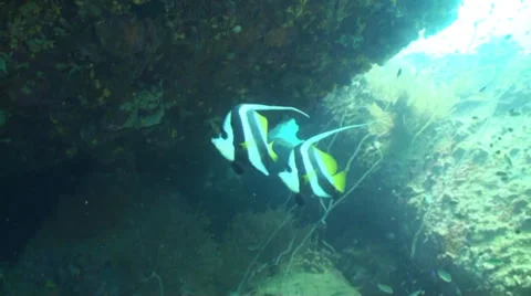 Banner fish under rock face 動画素材 33075113