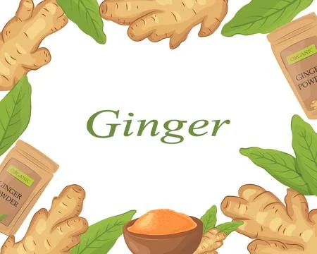 Banner with ginger root. Vector border. Decorative flat cartoon template wi.. Stock Illustration