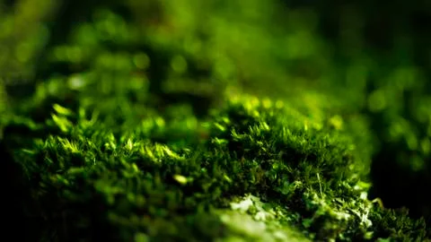 Banner from the moss texture in the rays of the sun, macro Stock Photos