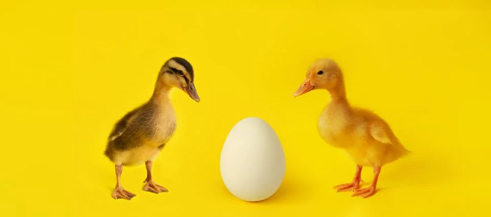 Banner one egg and two small different on yellow background, copy space, mini Stock Photos