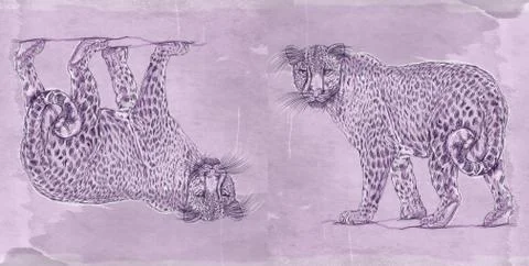 Banner with a panther Stock Illustration