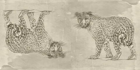 Banner with a panther Stock Illustration