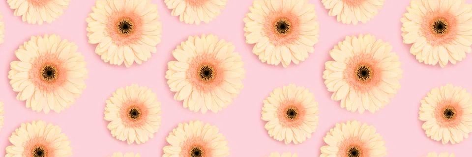 Banner with pattern made of beige gerbera flower. Stock Photos