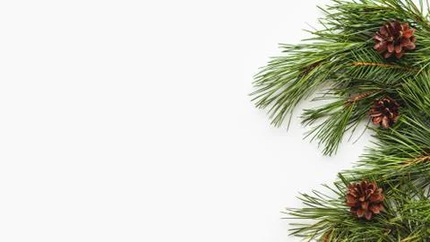 Banner with pine tree branches and cones. White background with coniferous tr Stock Photos
