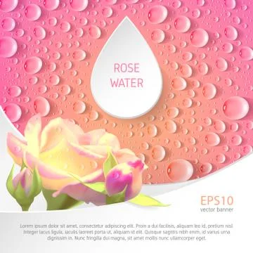 Banner for rose watter Illustrazione stock