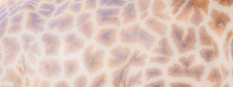 Banner shape giraffe background pattern Stock Photos