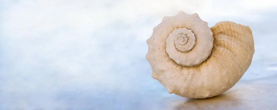 Banner with shell on light blue background. Stock Photos