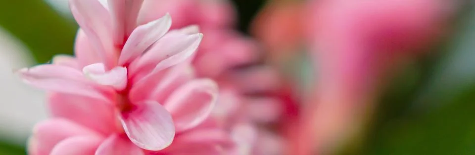 Banner size flower pattern background. Foto stock