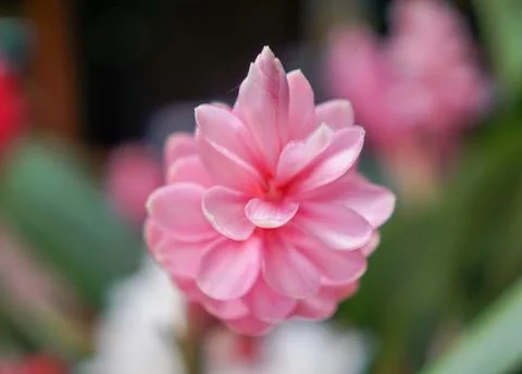 Banner size flower pattern background Stock Photos