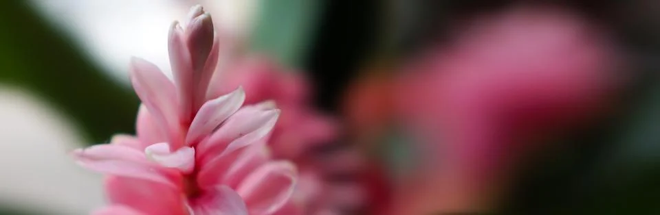 Banner size flower pattern background. Stock Photos