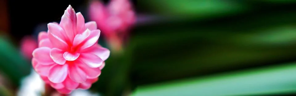 Banner size flower pattern background. Stock Photos