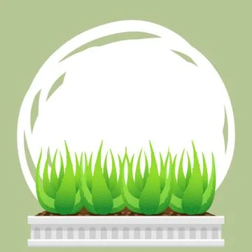 Banner square frame aloe vera plant for background green advertising, blank b 스톡 일러스트