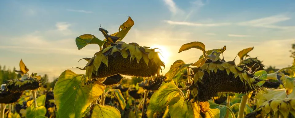 Banner sunflower fields during sunset. Sunflower fields in warm evening light Stock Photos