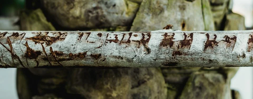 BANNER Thin tree trunk horizontal in center foreground, scratches serifs. Hard Stock-Fotos