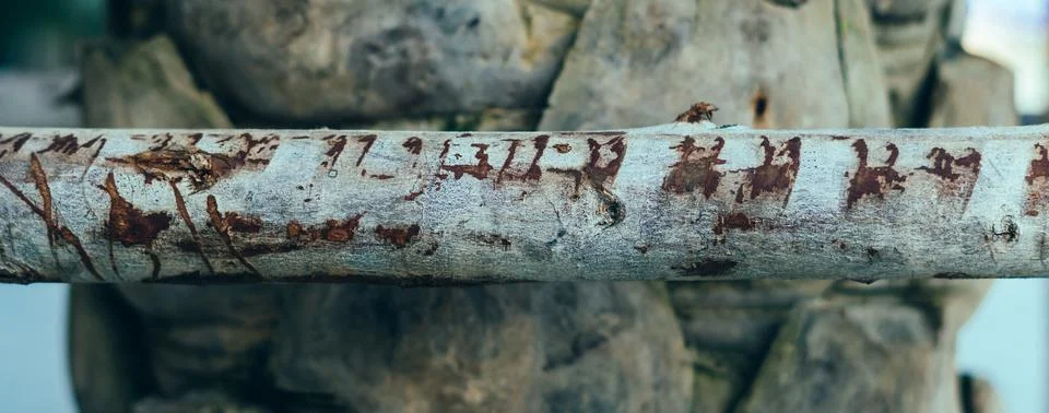 BANNER Thin tree trunk horizontal in center foreground, scratches serifs. Hard Stock Photos