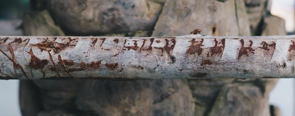 BANNER Thin tree trunk horizontal in center foreground, scratches serifs. Hard Stock Photos