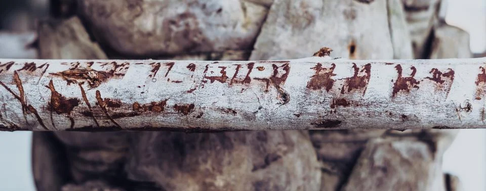 BANNER Thin tree trunk horizontal in center foreground, scratches serifs. Hard Foto stock