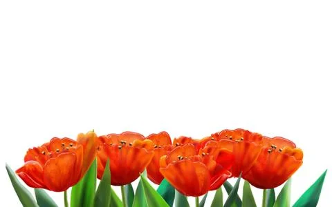 Banner tulips Stock Illustration